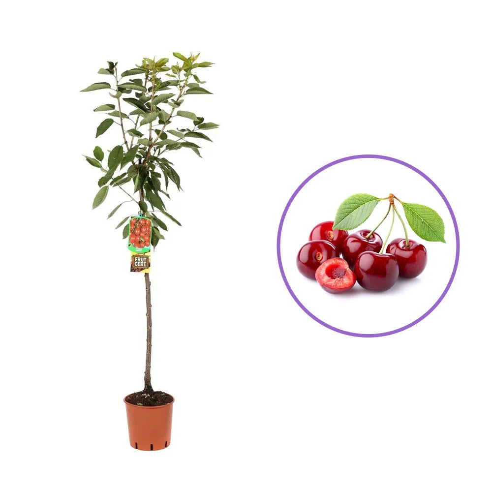 Cires (Prunus Avium) Ferrovia cu fructe dulci rosii-aprinse, an 2 pe rod