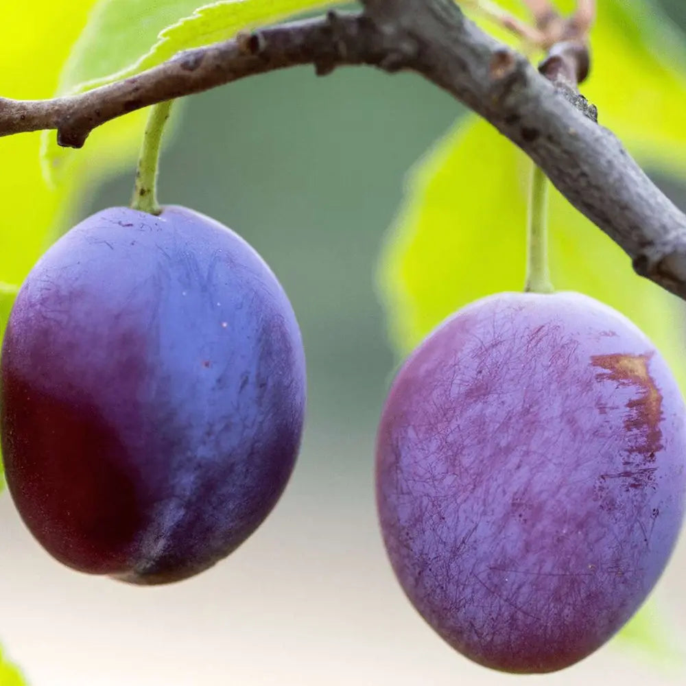 Prun Friar (Prunus Domestica), cu fructe dulci mov-inchis, an 2 pe rod