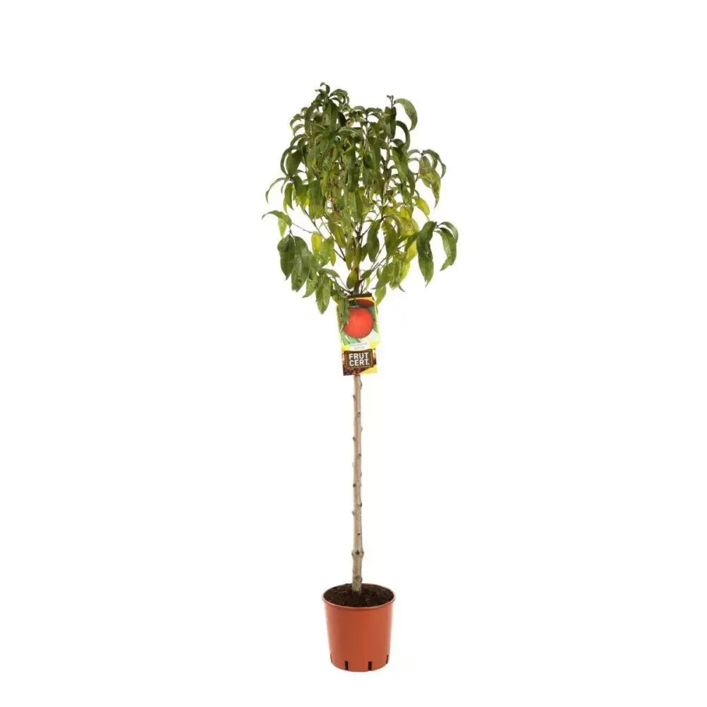 Piersic (Prunus Persica) Cotogno, cu fructe galben, an 2 pe rod