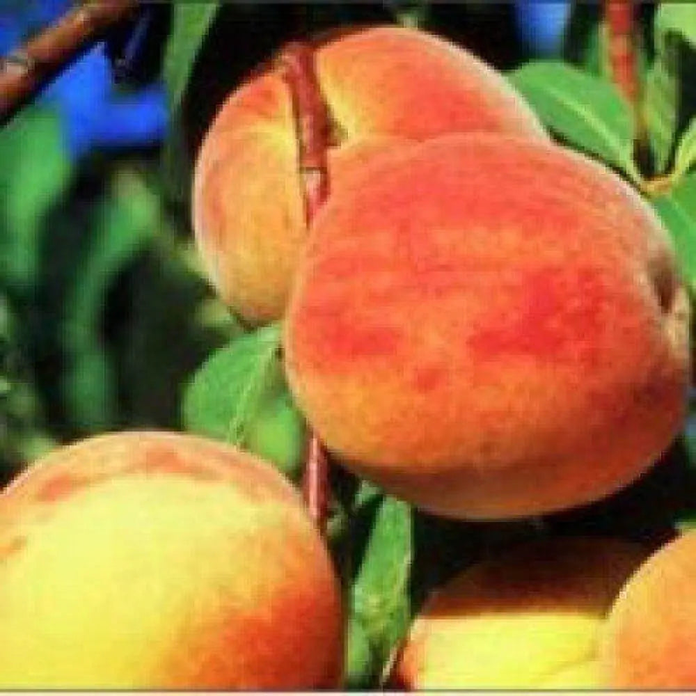 Piersic (Prunus Persica) Cresthaven, cu fructe rosii, an 2 pe rod
