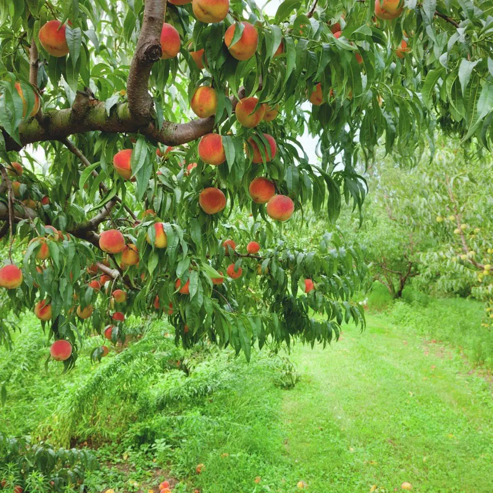 Piersic (Prunus Persica) Dixired, cu fructe rosii, an 2 pe rod