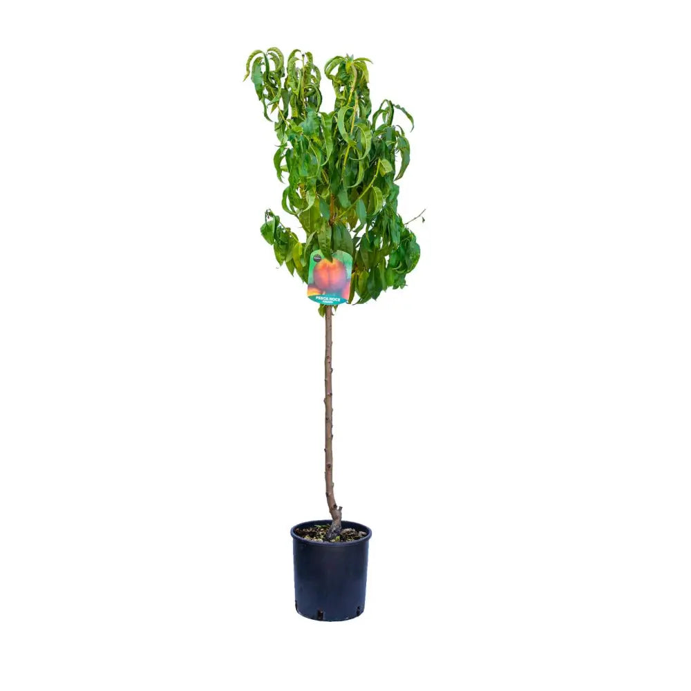 Piersic (Prunus Persica) Dixired, cu fructe rosii, an 2 pe rod