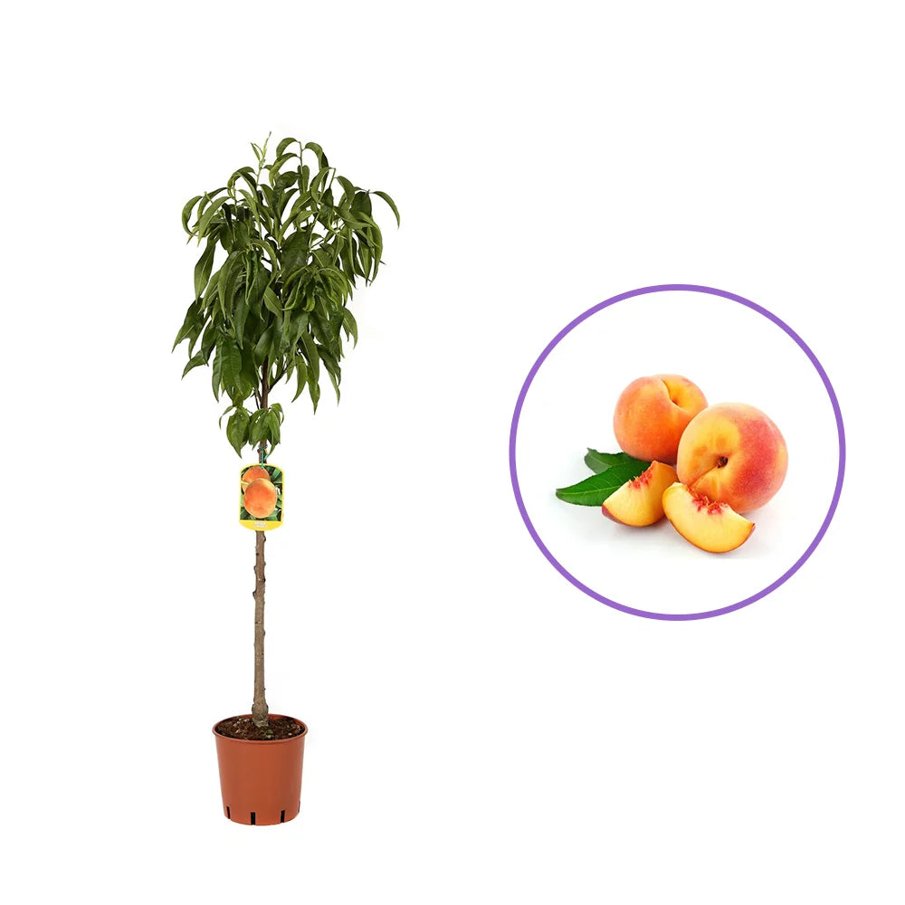 Piersic (Prunus Persica) Glohaven, cu fructe portocalii, an 2 pe rod