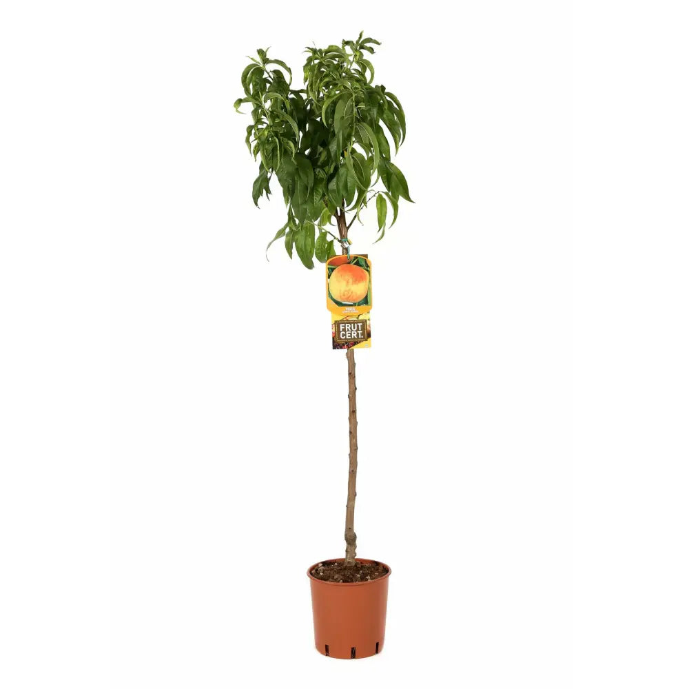 Piersic (Prunus Persica) Maria Bianca, cu fructe albe-rosii-crem, an 2 pe rod