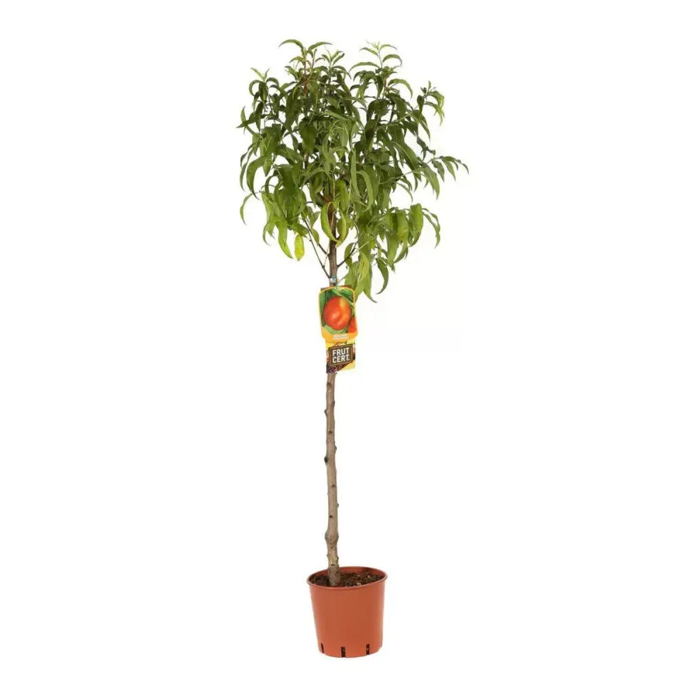Nectarin (Prunus Persica) Noce Stark Red Gold cu fructe rosii-aurii, an 2 pe rod