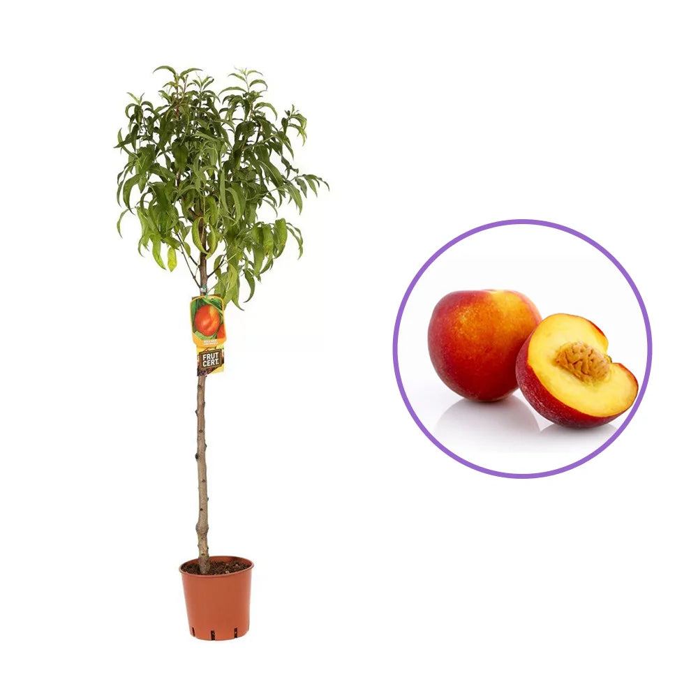 Nectarin (Prunus Persica) Noce Stark Red Gold cu fructe rosii-aurii, an 2 pe rod