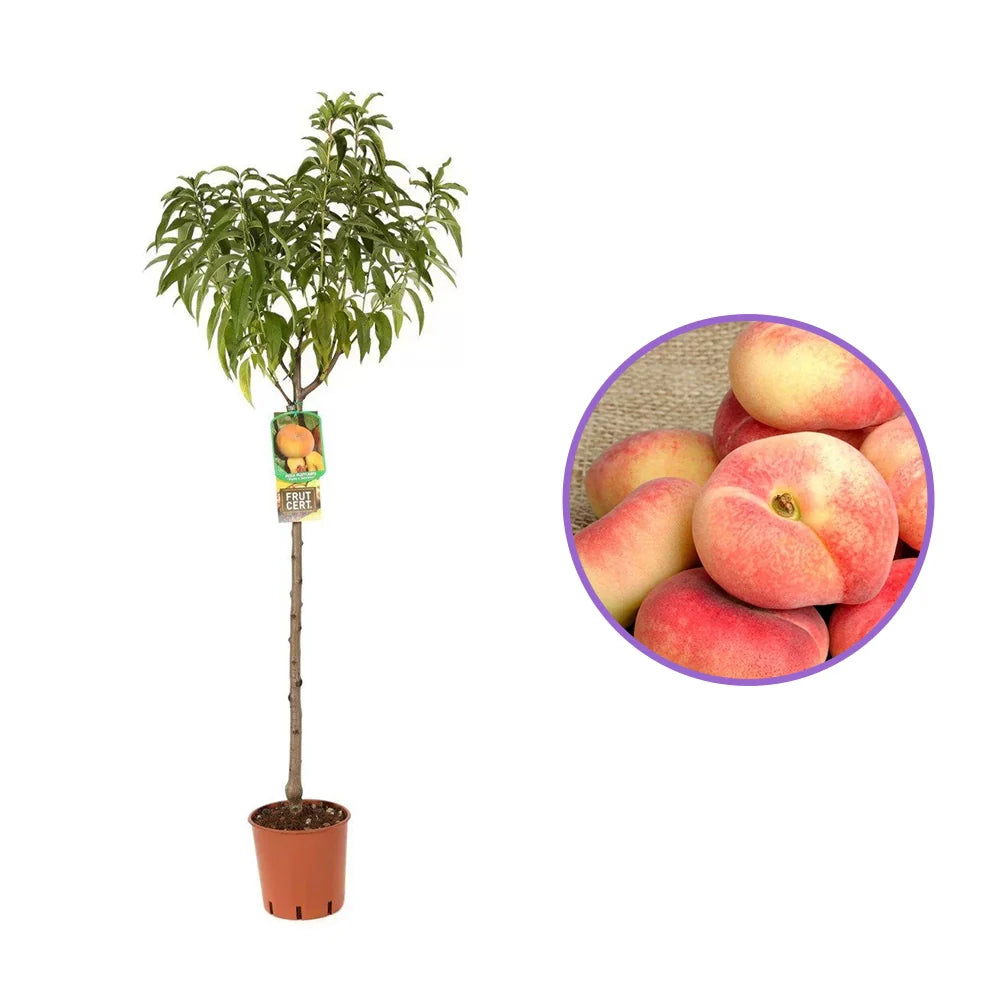 Piersic (Prunus Persica) Platicarpa Pasta Gialla cu fructe galbene-aurii, an 2 pe rod