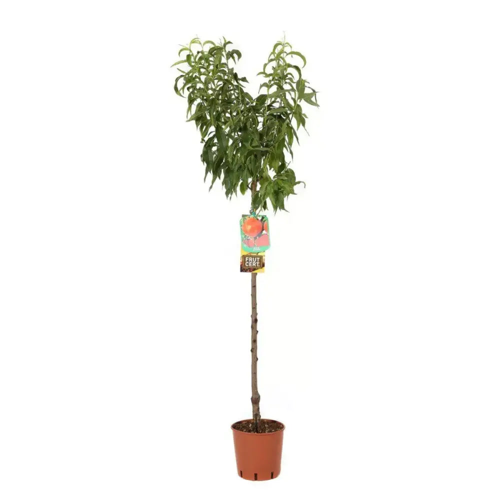 Piersic (Prunus Persica) Suncrest cu fructe rosiatice, an 2 pe rod