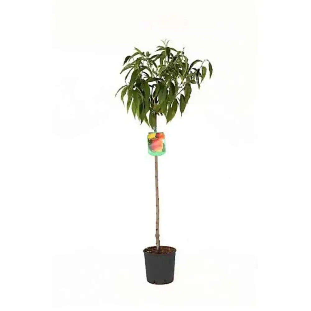 Piersic (Prunus Persica) Hale Haven cu fructe rosiatice, an 3 pe rod