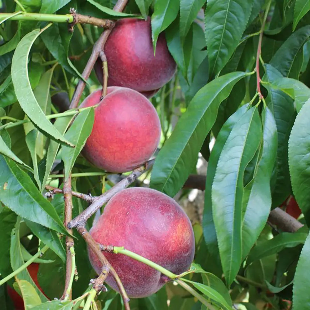 Piersic (Prunus Persica) Rich Lady cu fructe burgundii, an 2 pe rod
