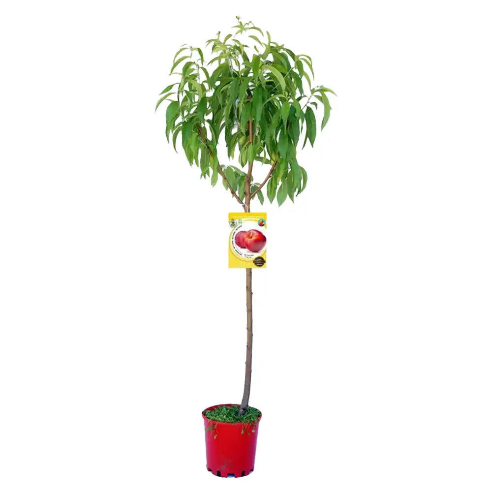 Piersic (Prunus Persica) Venus cu fructe rosii, an 3 pe rod