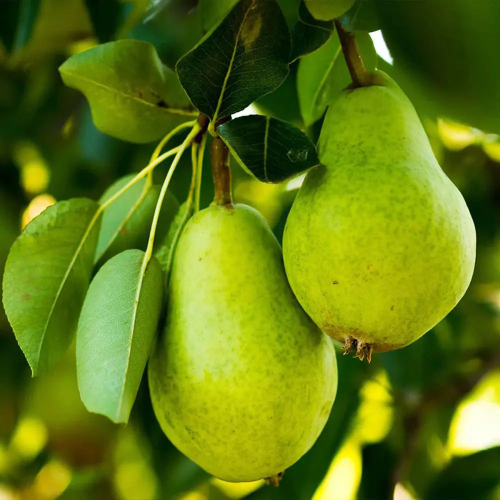 Par (Pyrus Communis) Butirra D'Anjou, cu fructe galbene-verzui dulci, an 2 pe rod