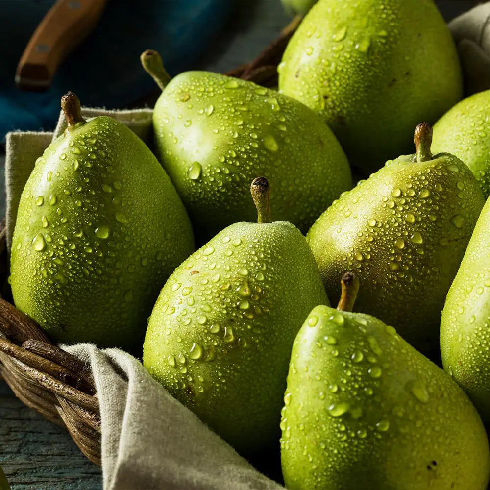 Par (Pyrus Communis) Butirra D'Anjou, cu fructe galbene-verzui dulci, an 2 pe rod