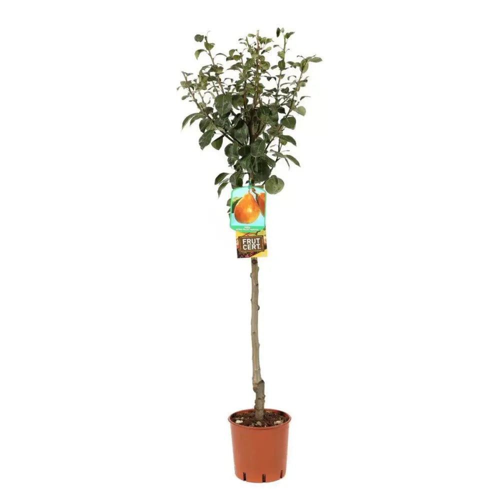 Par (Pyrus Communis) Butirra Morettini, cu fructe galbene-verzui dulci, an 2 pe rod
