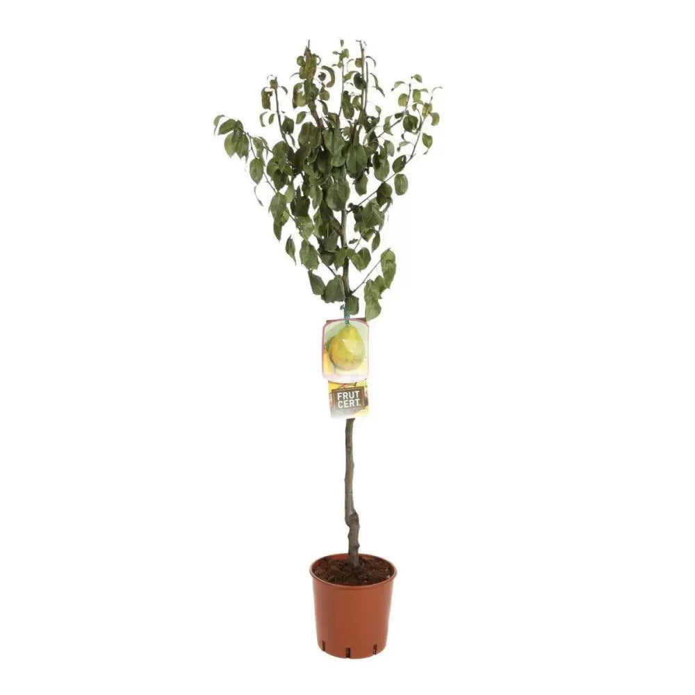 Par (Pyrus Communis) Decana D'Inverno, cu fructe galbene-verzui dulci-acrisor, an 2 pe rod