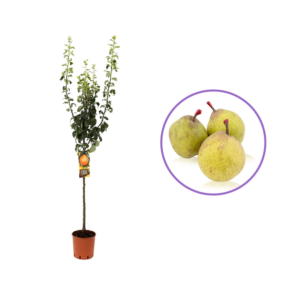 Par (Pyrus Communis) Passa Grassana, cu fructe verzi-galbiu dulci-acrisor, an 2 pe rod