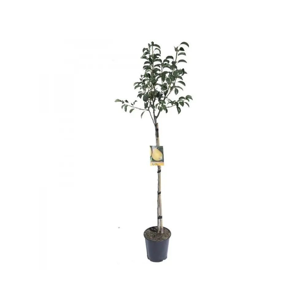 Par (Pyrus Communis) Santa Maria, cu fructe galbene-roscat dulci-acrisor, an 2 pe rod