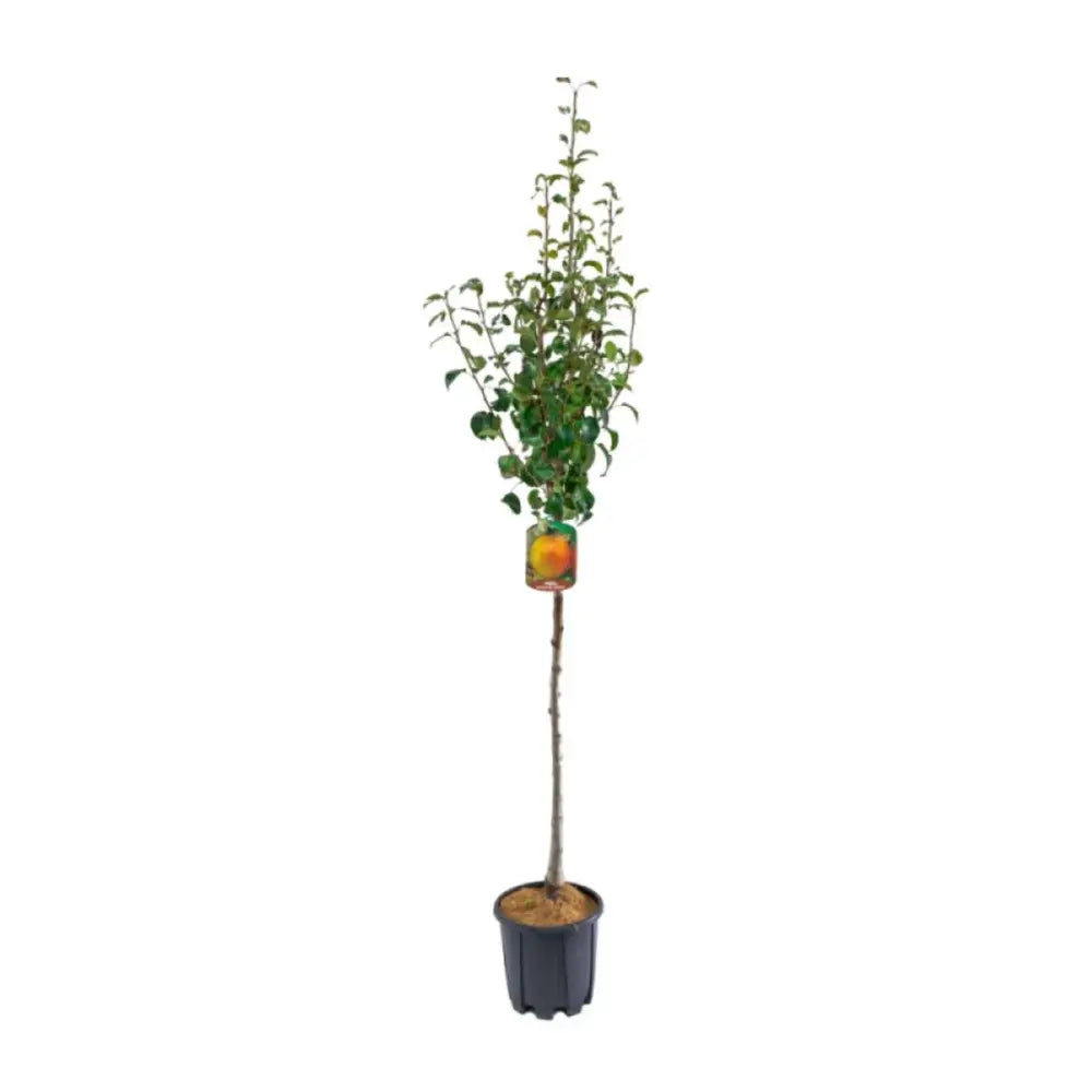 Par (Pyrus Communis) Spadona, cu fructe galbene-maroniu dulci-acrisor, an 2 pe rod