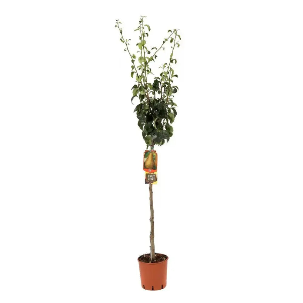 Par (Pyrus Communis) Kaiser, cu fructe bruni-ruginiu dulci aromat, an 2 pe rod