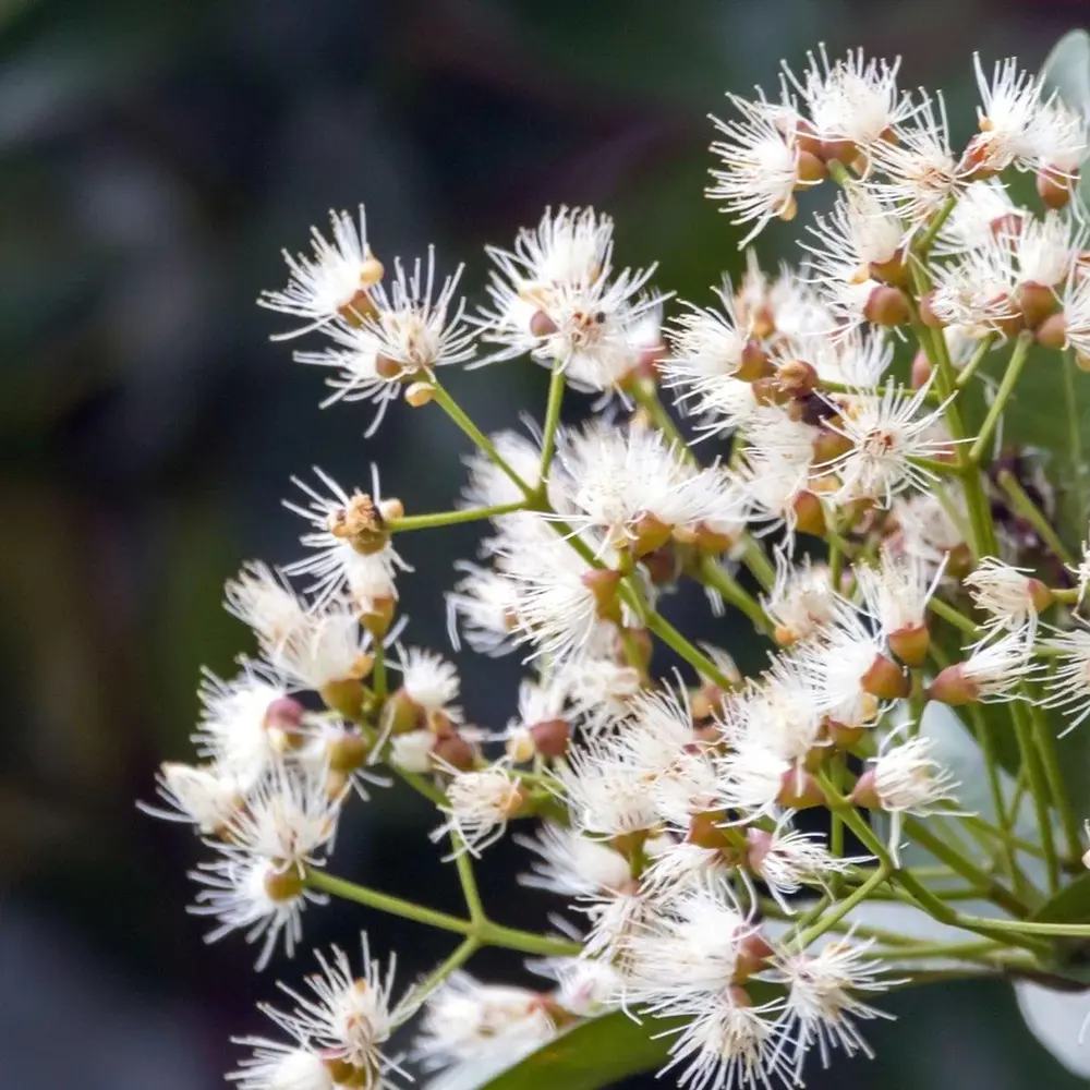 Red Lilli Pilli gyümölcs (Syzygium oleosum), cserépben, örökzöld díszcserje dekoratív piros levelekkel és ehető, édes-savanykás piros termésekkel