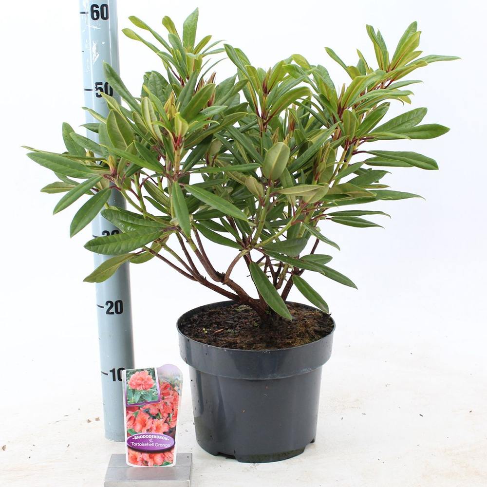Japán azálea ‘Tortoiseshell Orange’ (Rhododendron) – örökzöld cserje narancsos-rózsaszín virágokkal