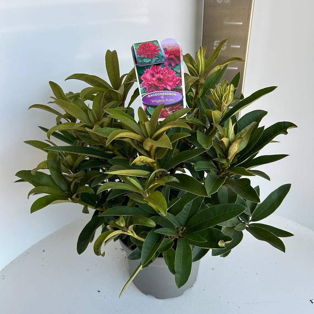Japán azálea ‘Wilgens Ruby’ (Rhododendron) – örökzöld cserje rubinvörös virágokkal