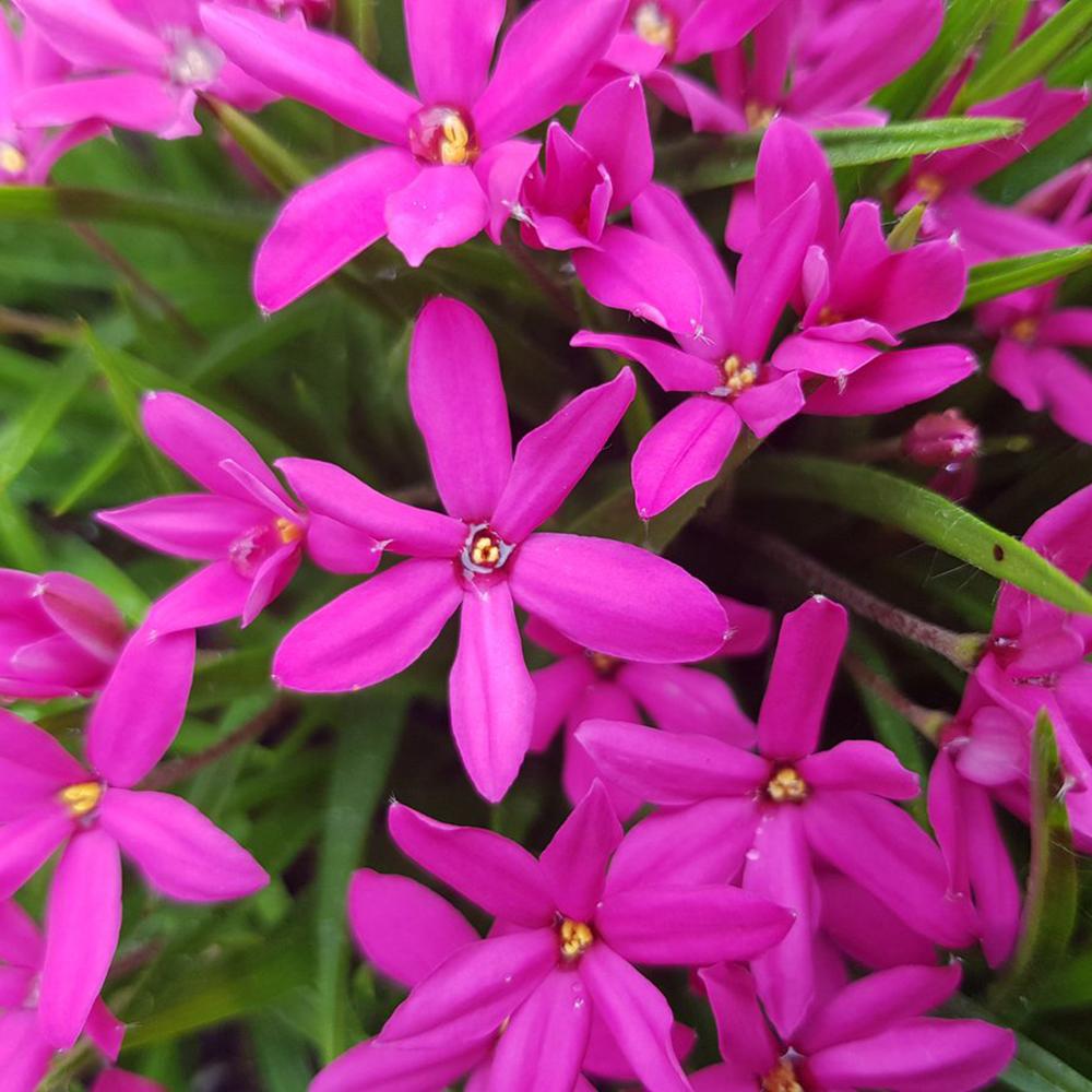 Rhodoxis Fairy Tale