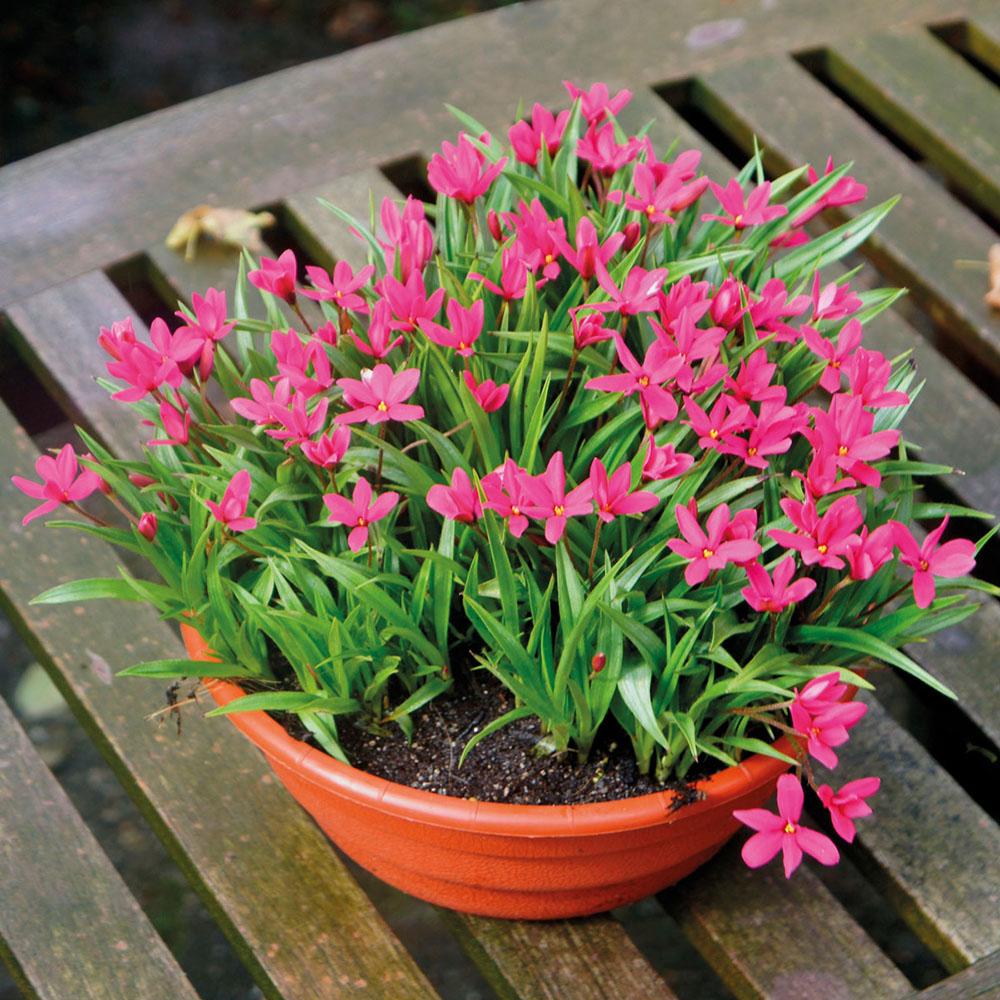 Rhodoxis Fairy Tale