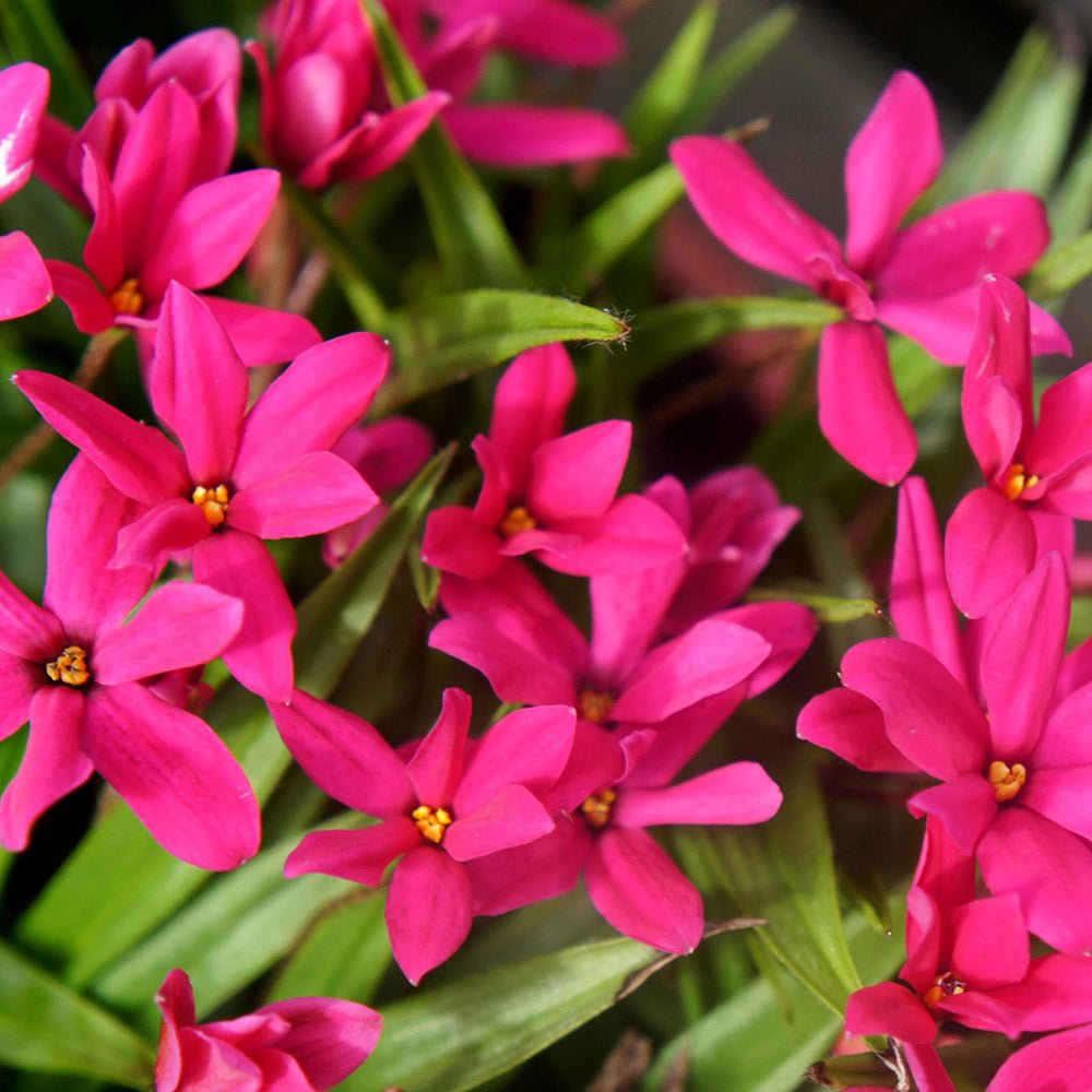 Rhodoxis Fairy Tale