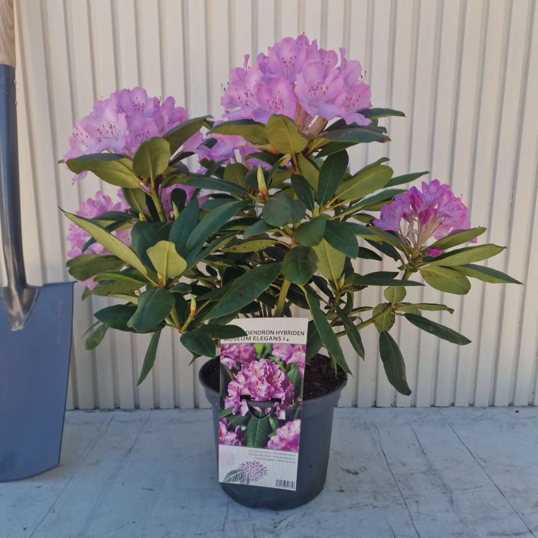 Rhododendron ‘Roseum Elegans’ – örökzöld cserje rózsaszín-lila virágokkal