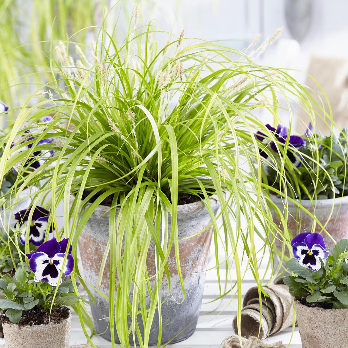 Iarba Ornamentala Carex Rogoz Everillo, verde-lamaie