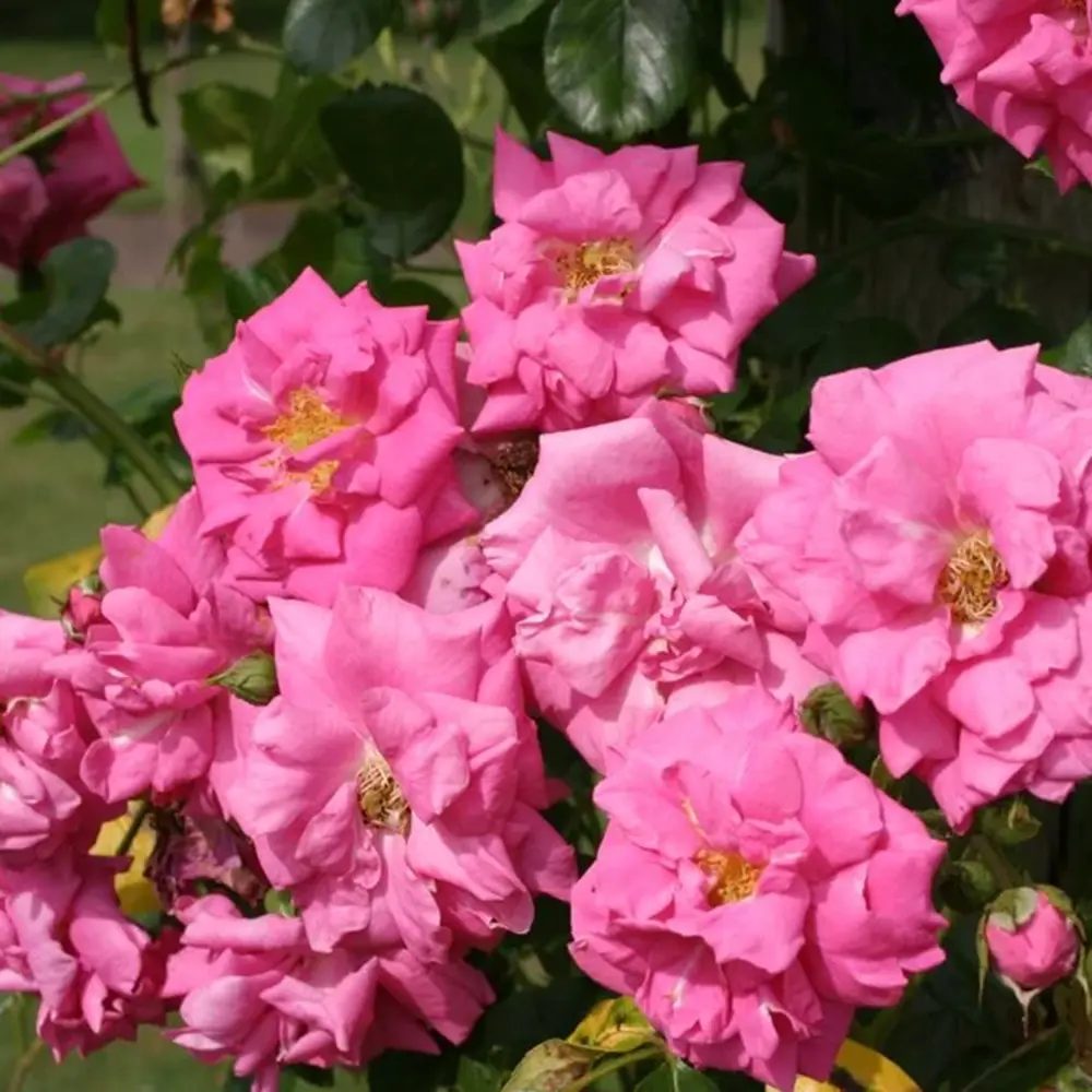 Futórózsa élénk rózsaszín Chaplin's Pink Climber, illatos virágokkal, pergolákhoz és kerítésekhez