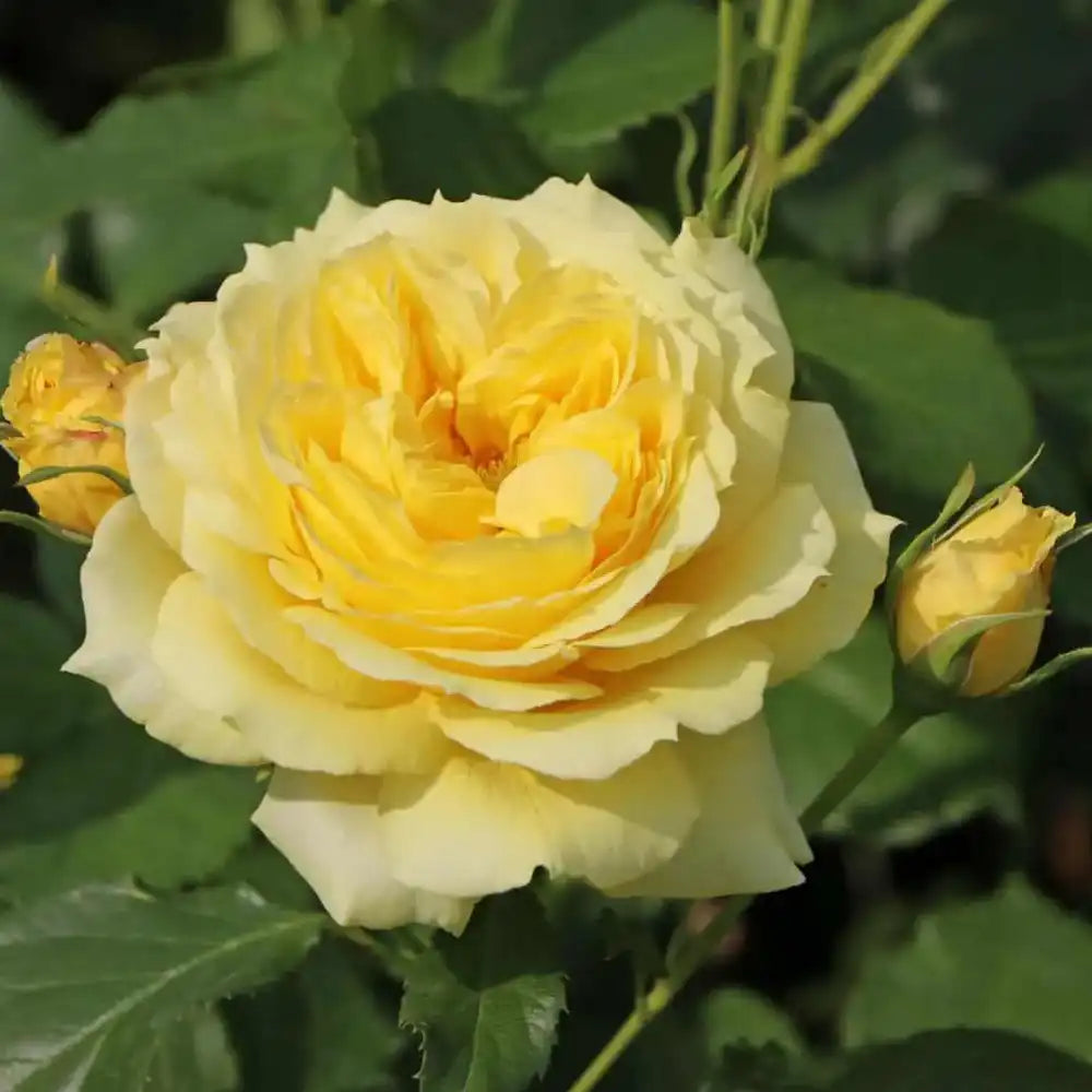 Trandafir Floribunda auriu China Girl, cu inflorire repetata