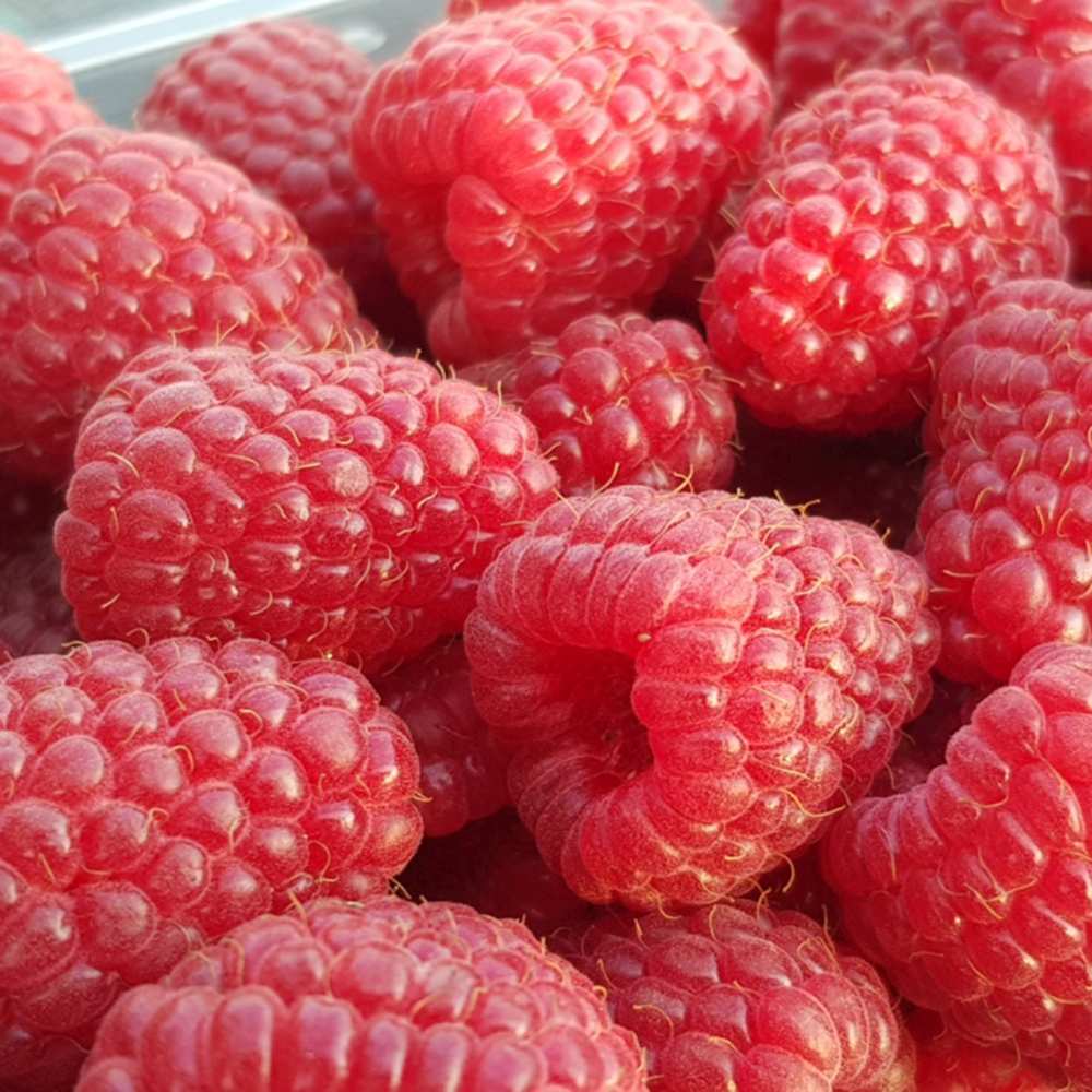 Málna, bőtermő, remontáns Amal (Rubus idaeus), nagy piros gyümölcsökkel, bőséges terméssel, 3. évtől termő, a szezon végére 160–180 cm magas