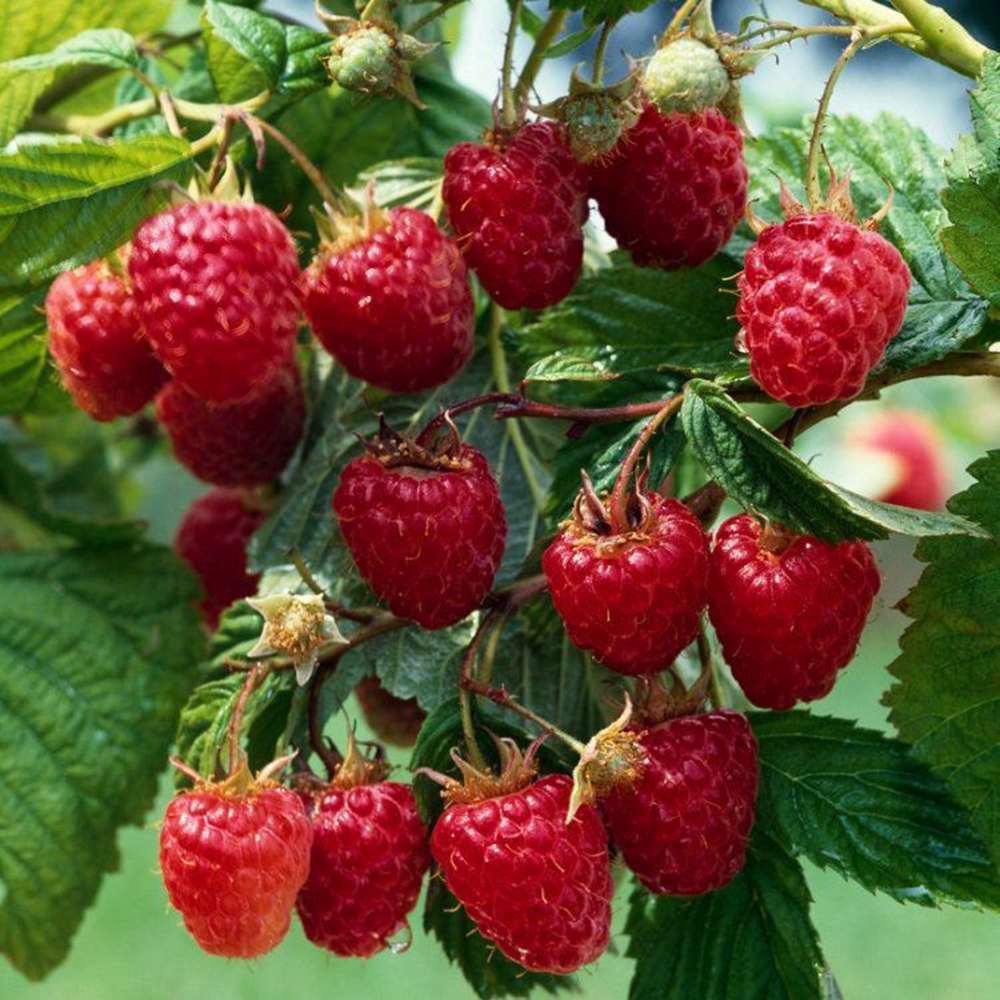 Málna, bőtermő, remontáns Angel (Rubus idaeus), nagy piros gyümölcsökkel, kettős terméssel, erőteljes bokor kertbe, 3. évtől termő, a szezon végére 160–180 cm magas