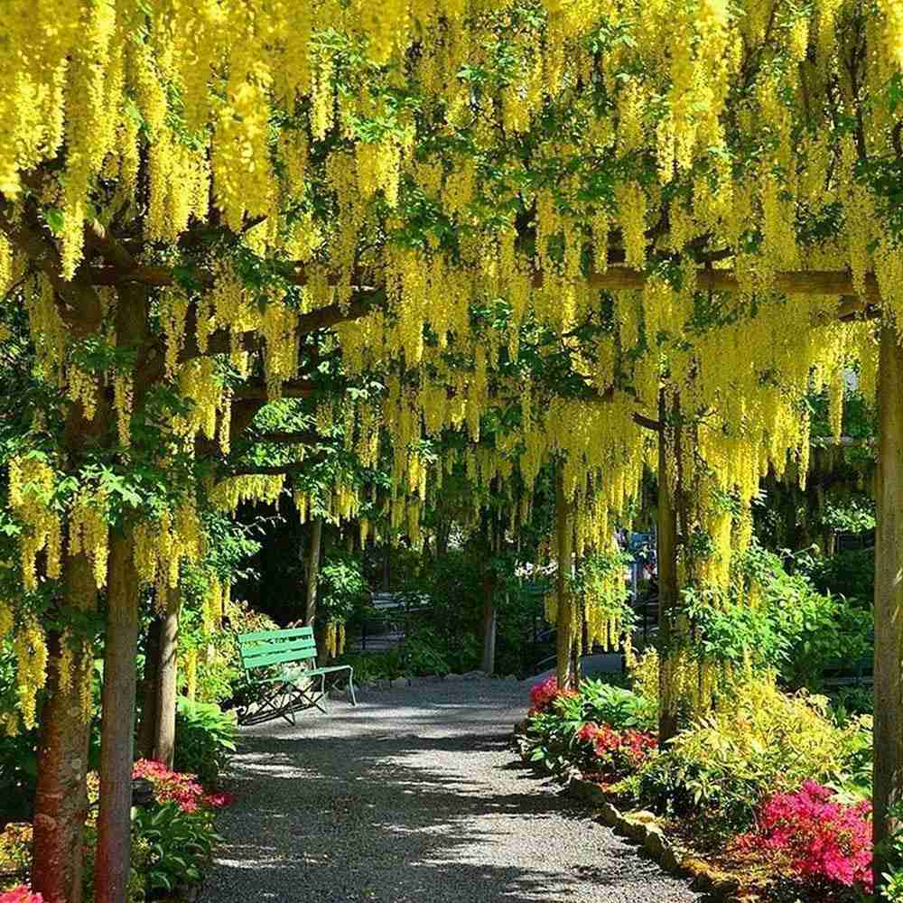 Salcam galben plangator (Laburnum anagyroides), cu flori galbene