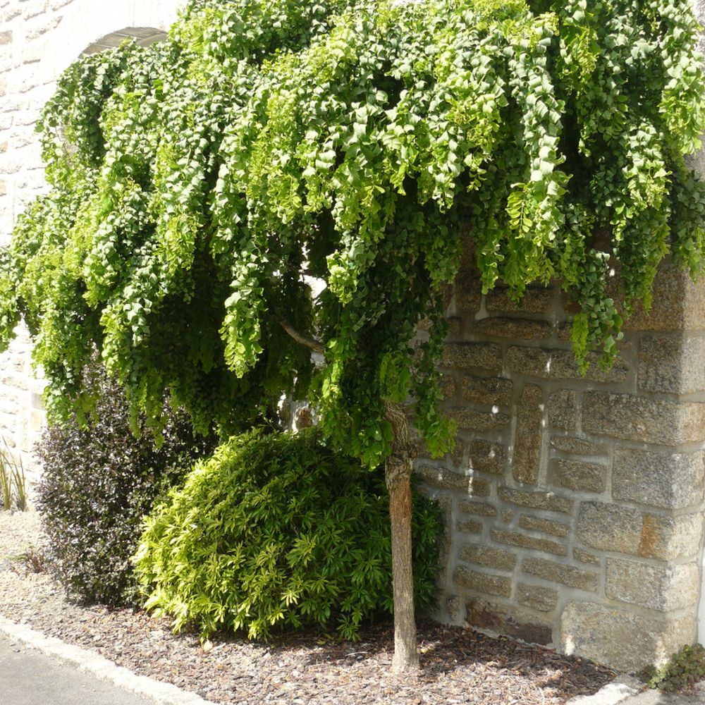 Salcam Plangator Twisty Baby, cu flori albe