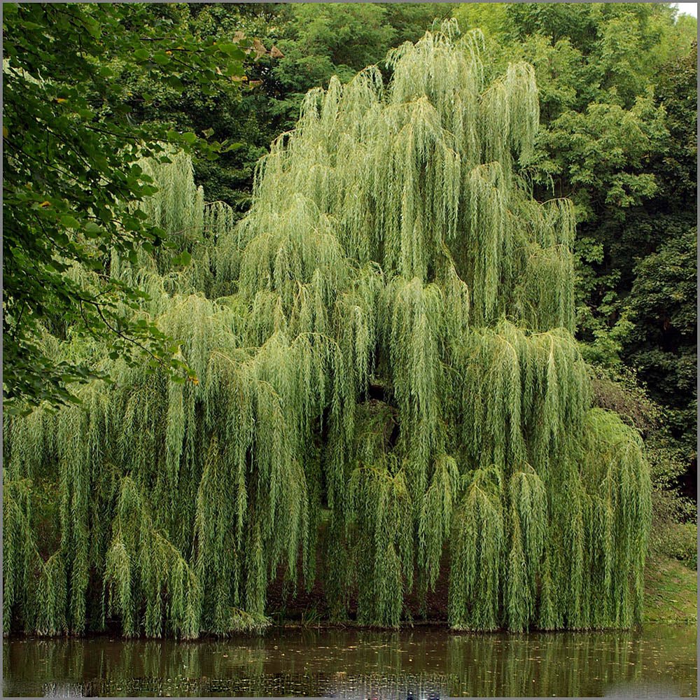 Salcie de Aur Plangatoare (Salix Sepulcralis Chrysocoma)