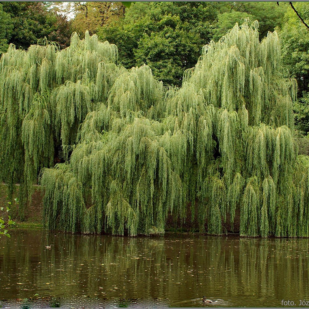 Salcie de Aur Plangatoare (Salix Sepulcralis Chrysocoma)