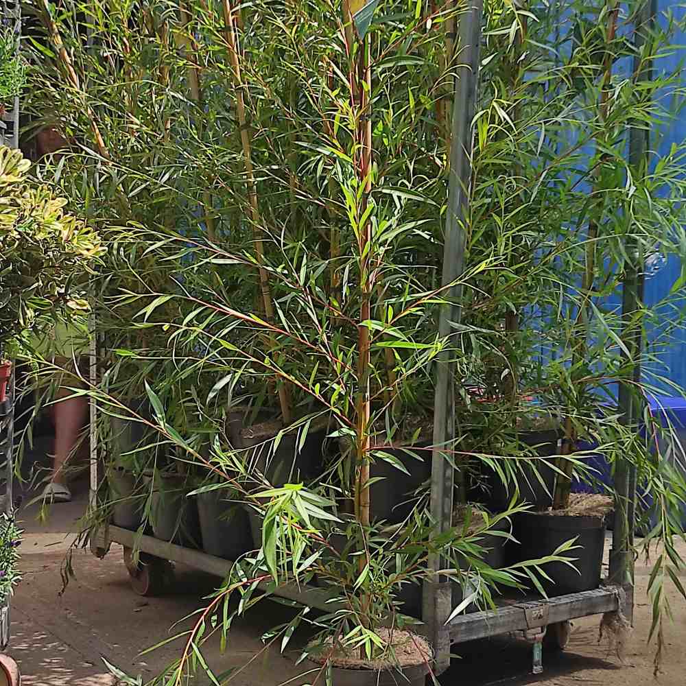 Salcie de Aur Plangatoare (Salix Sepulcralis Chrysocoma)