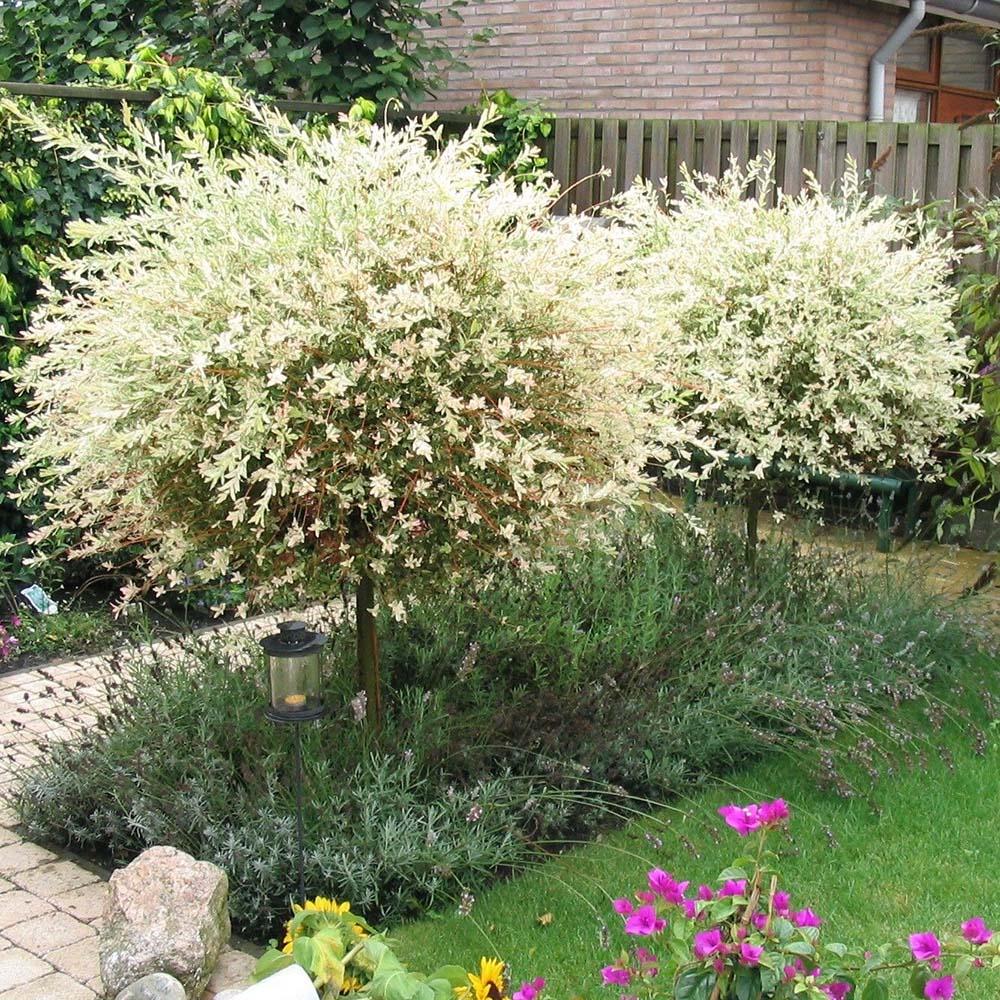 Salcie Japoneza Tricolora 'Flamingo' cu frunze roz, tip Hakuro Nishiki