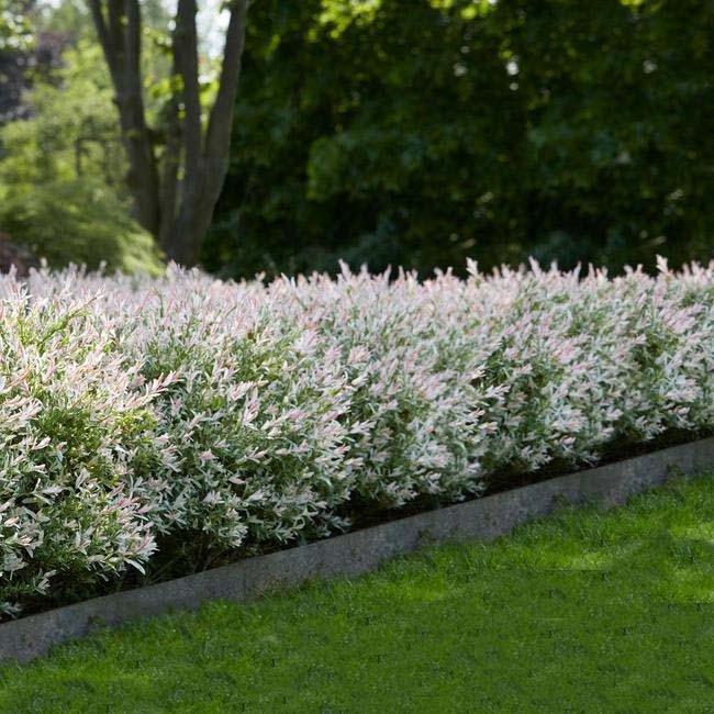 Salcie Japoneza Tricolora 'Flamingo' cu frunze roz, tip Hakuro Nishiki
