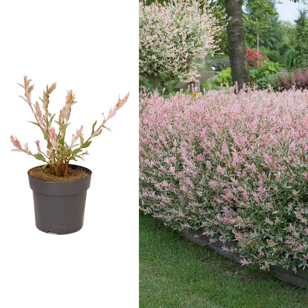 Salcie Japoneza Tricolora 'Flamingo' cu frunze roz, tip Hakuro Nishiki
