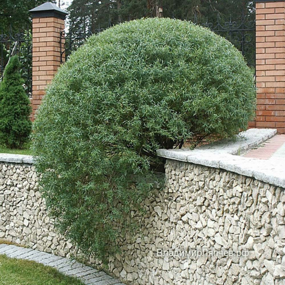 Salcie Purpurea Nana