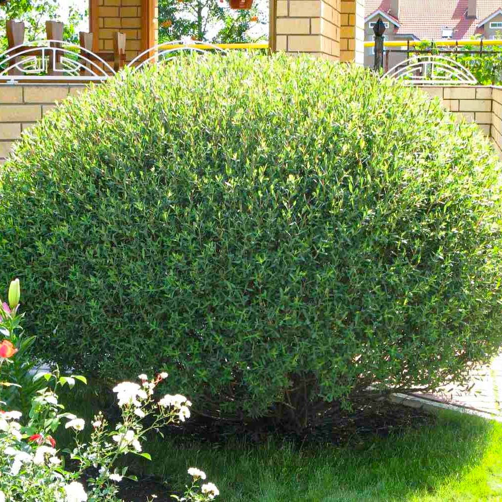 Salcie Purpurea Nana