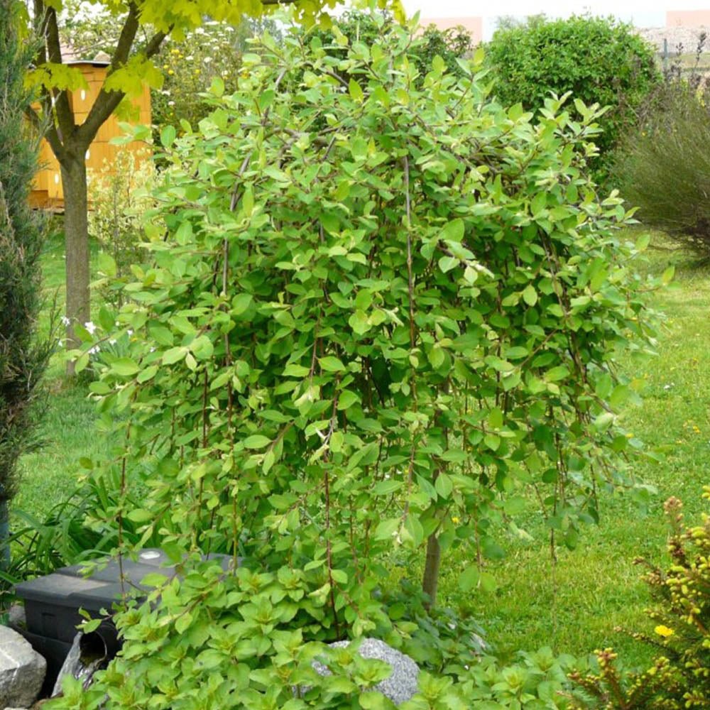 Salcie plangatoare Scotiana Kilmarnock