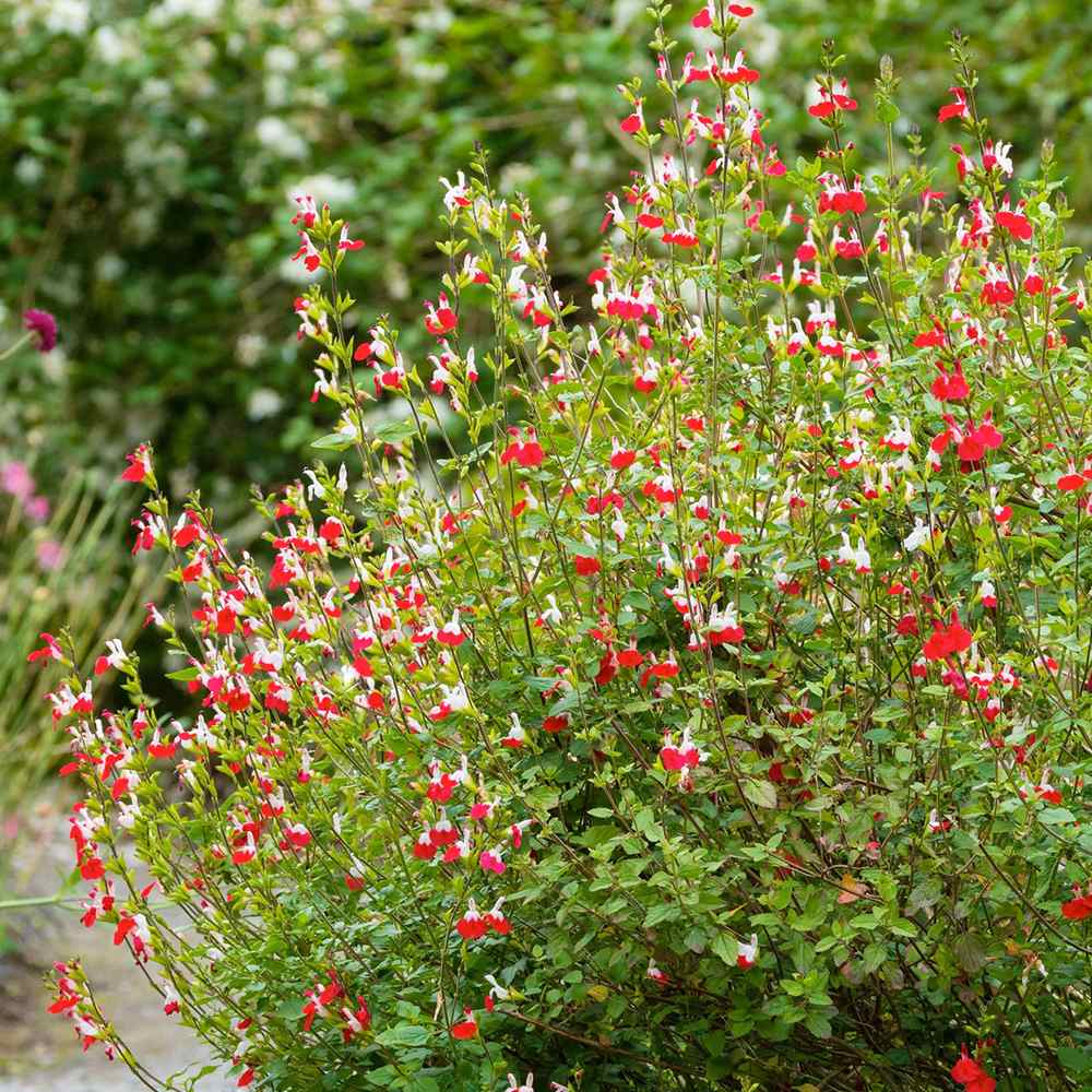 Salvie de Padure Hot Lips, cu flori bicolore alb-rosu