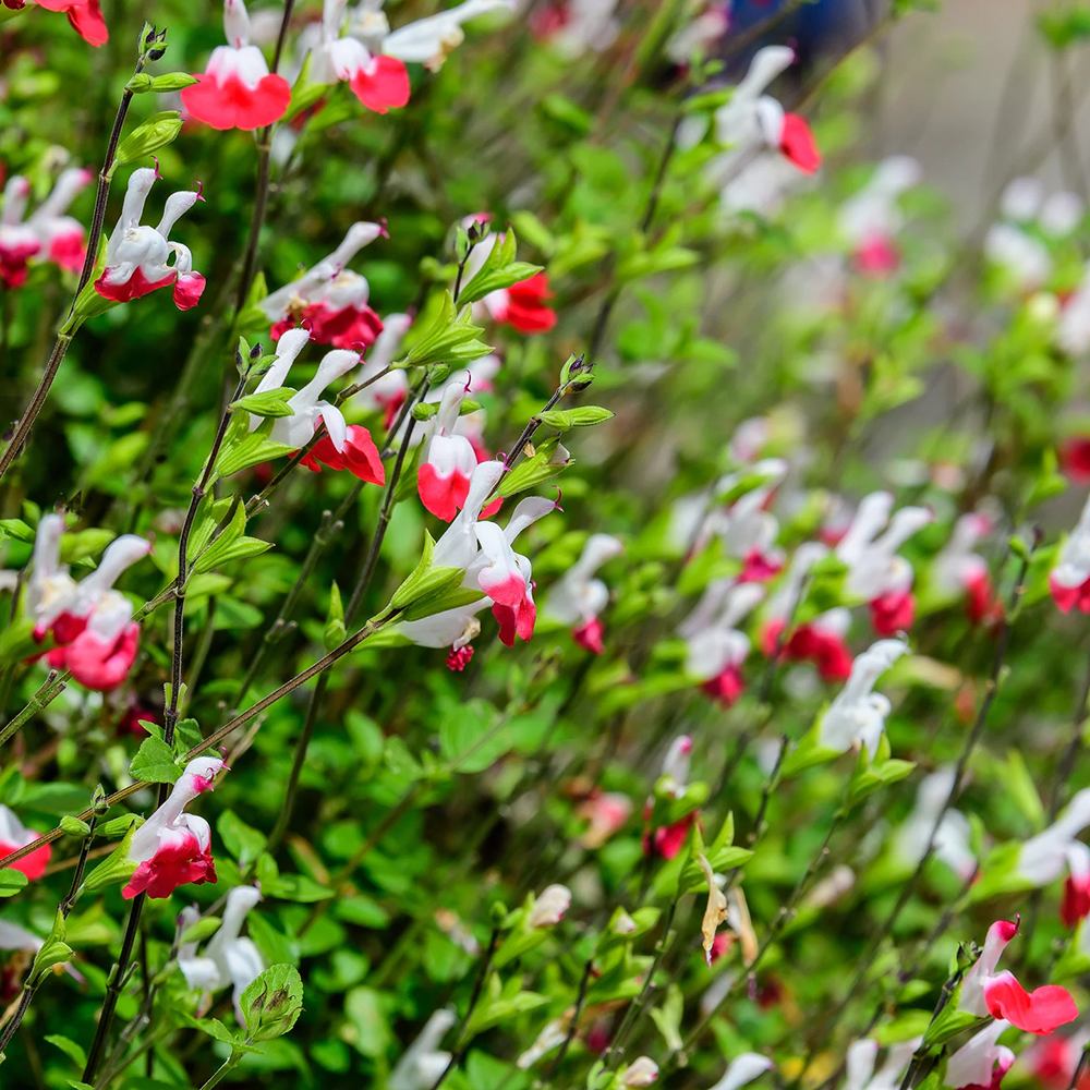 Salvie de Padure Hot Lips, cu flori bicolore alb-rosu