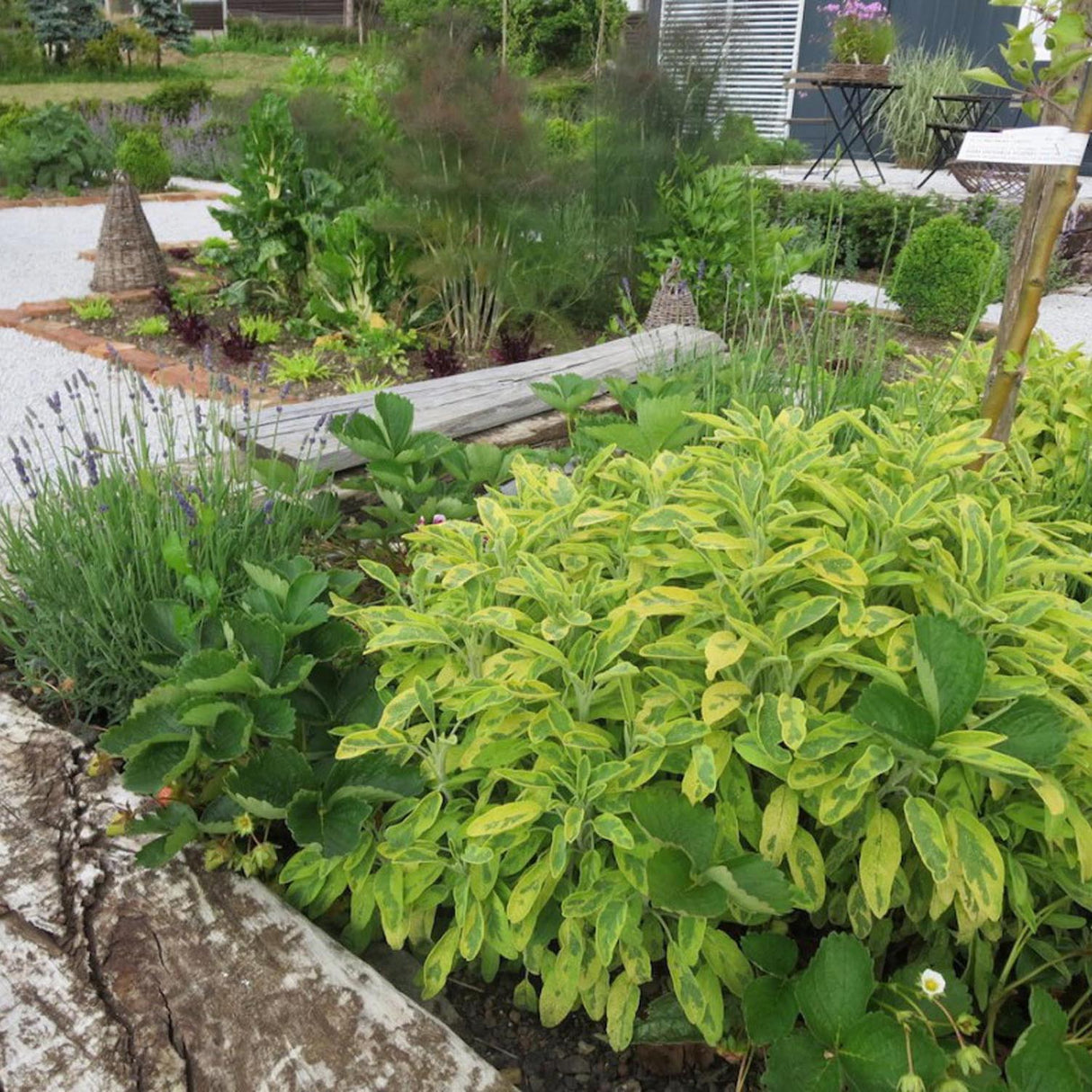 Salvie variegata Icterina, cu frunze aurii si flori mov
