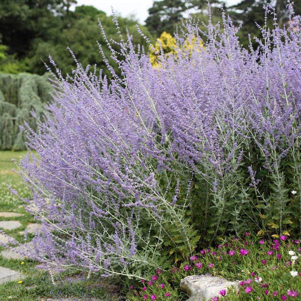 Salvie Ruseasca Blue Spire, cu flori albastre